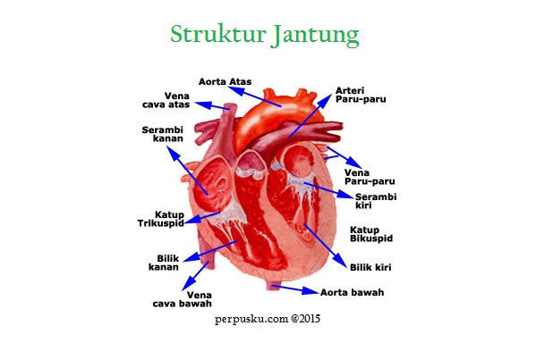 21+ Gambar Jantung Normal