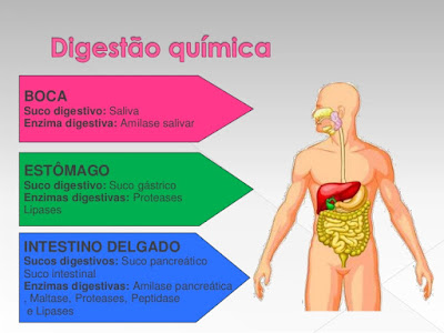 SISTEMA DIGESTIVO