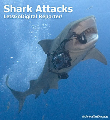 tiger shark attacking. bull shark attack pictures. of