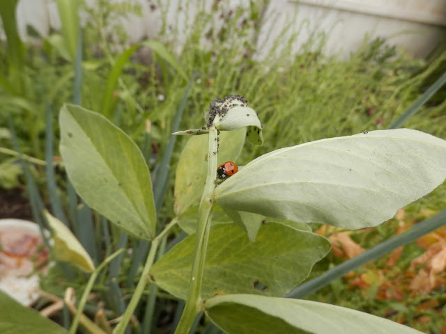 Dairy of a permaculture (ish) garden, July 2018. From UK garden blogger secondhandsusie.blogspot.com #gardenblogger #ukpermaculturegarden #suburbanpermaculture #growyourownfood #foodnotlawns