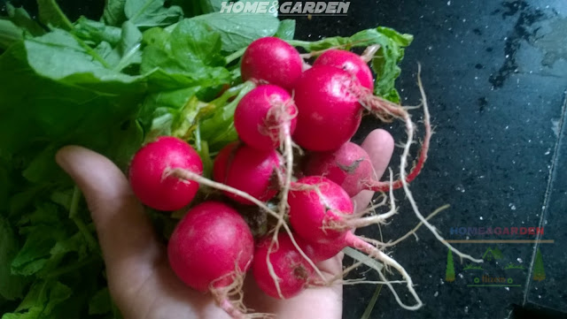 Radishes are a quick and easy vegetable to grow. Plant in the fall and you can have them ready in 30 days!