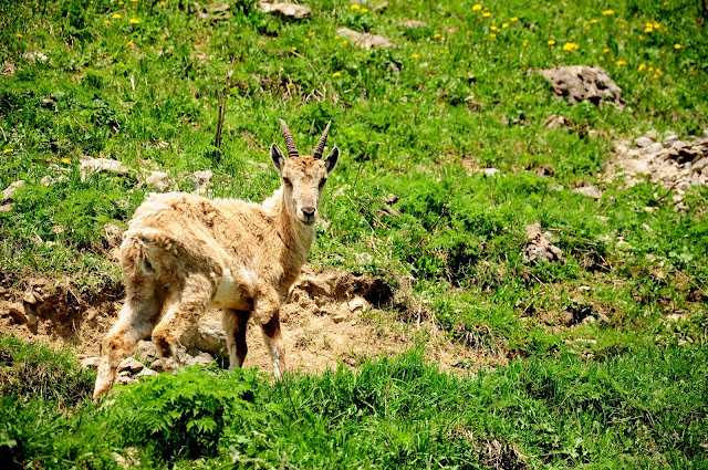 bouquetin grammont suisse