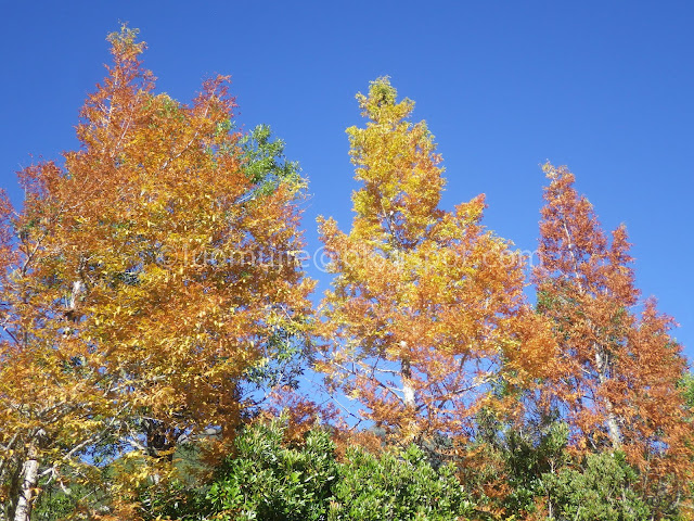 Wuling Farm maple autumn foliage