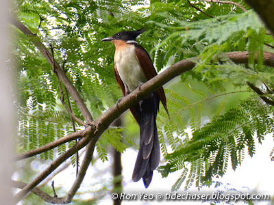 Chestnut-winged Cuckoo (Clamator coromandus)