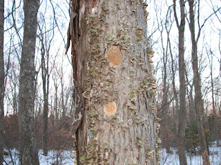 wood duck nest box plans