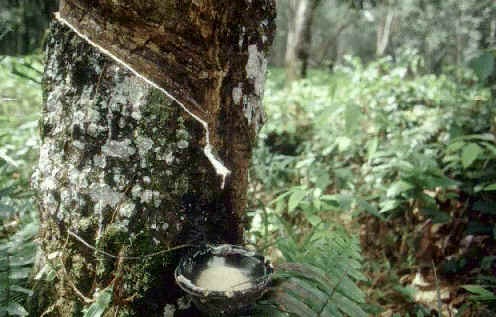 extracción del caucho natural