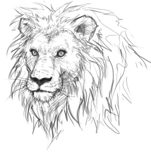 The Anime How To Draw Lion Head Study