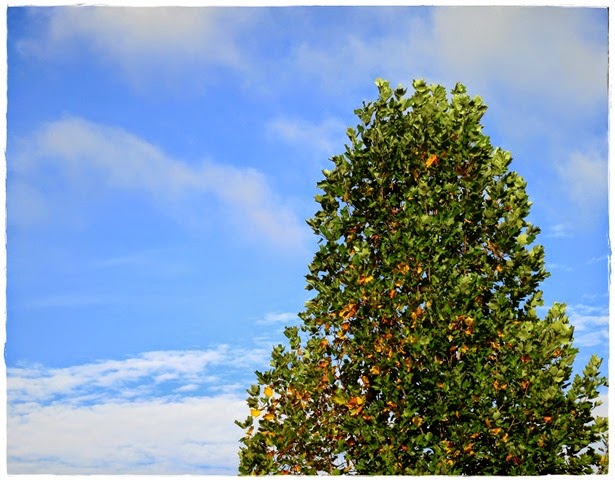 treeframeIMG_8709