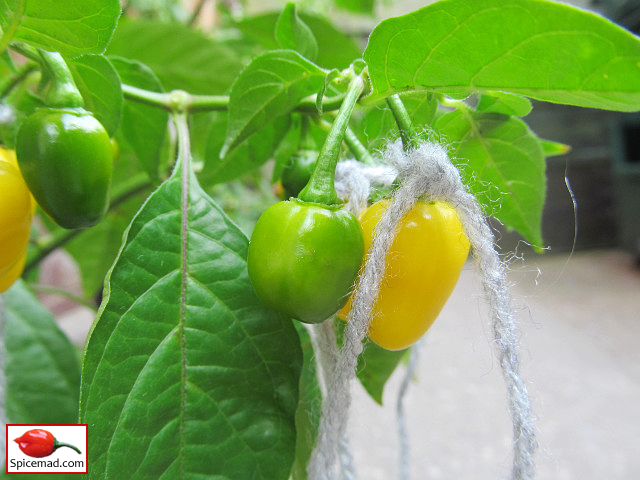 Yellow Jelly Bean Habanero - 2nd September 2021