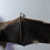 Terceiro caso de raiva em morcegos é detectado em Campo Largo