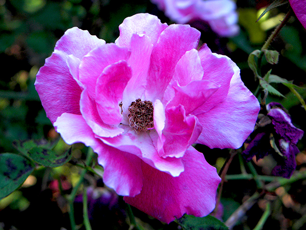 closeup of climbing rose