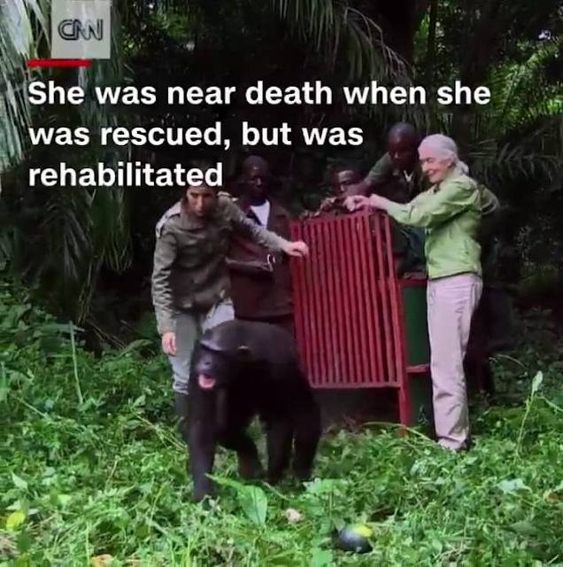 Chimpanzee hugging woman