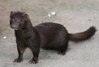 mink