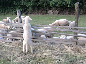 sheep, funny animal pictures of the week