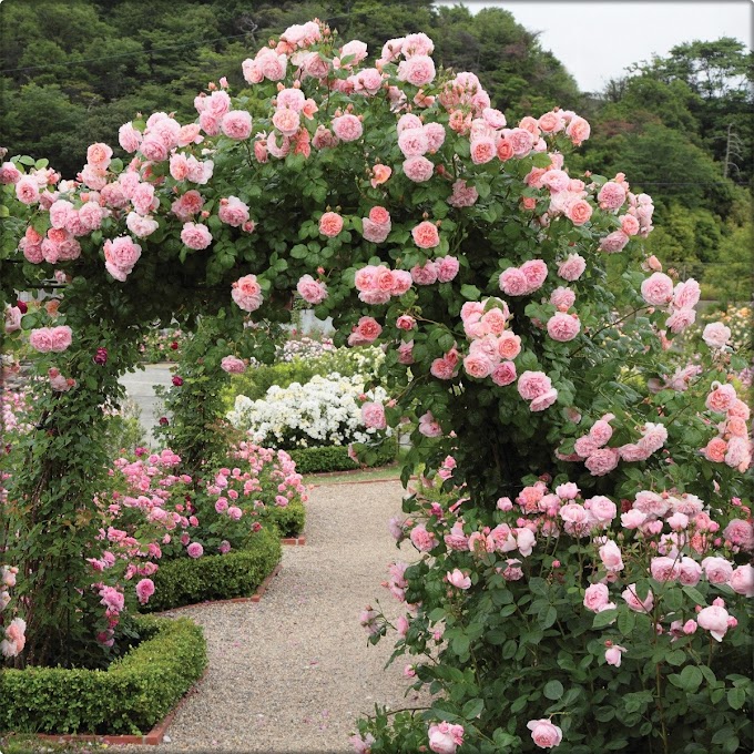 13 Best  Climbing Roses for you Gardens