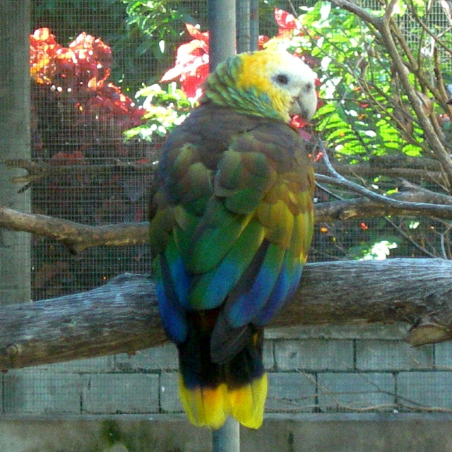 Amazona guildingii