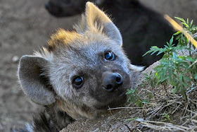 hyena, funny animal pictures, animal pics