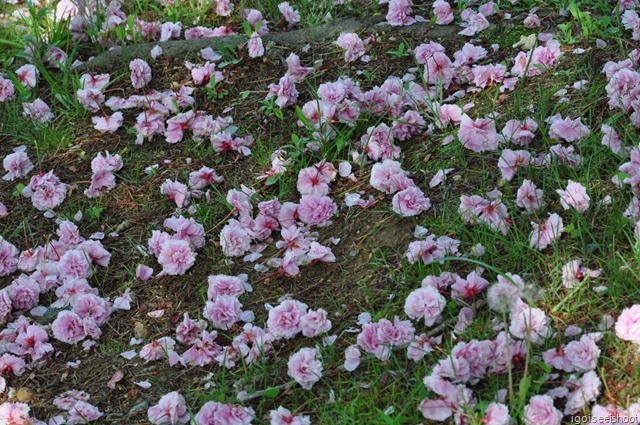 Bomun Lake Resort walk and enjoy spring flowers