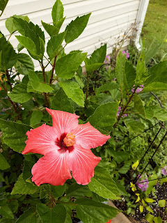 This is a photo of Kit's flower garden. There is a hibuscus with a blooming flower in the forefront. Behind it is blooming phlox.