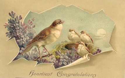 birds