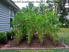 My Second DIY Garden of Sunflowers at 72 Days ~ JaguarJulie