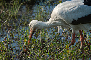 Wildlifefotografie Weißstorch Lippeaue Olaf Kerber