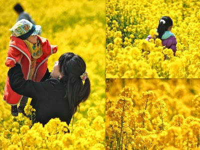 初春、菜の花
