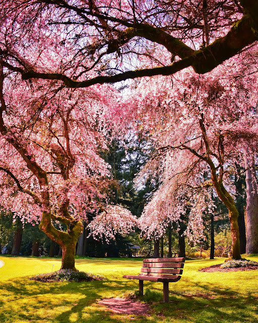 Spring flowering trees in pink