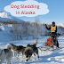 Dog Sledding in Alaska