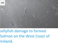 https://sciencythoughts.blogspot.com/2016/07/jellyfish-damage-to-farmed-salmon-on.html