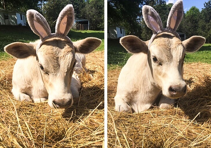 21 Cute Pictures Of Animals That Can Make Even The Worst Day A Bit Better - A cow with rabbit ears
