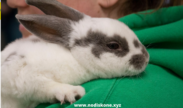 11 Warning Signs Your Rabbit Is Sick