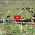  Animal WildLife, King Cobra Snake is eating rat snake, KING Cobra.