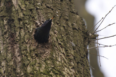 Protter - Spreeuw - Sturnus vulgaris