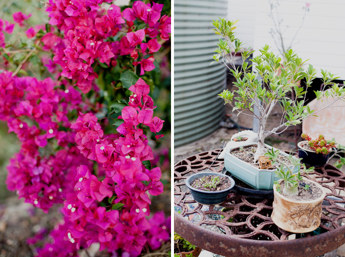 bougainvillea