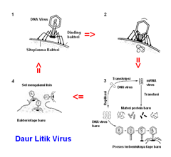 daur litik virus daur litik virus