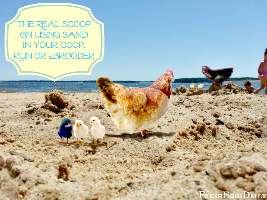 The Real Scoop on Using Sand in your Chicken Coop, Run or Brooder ...