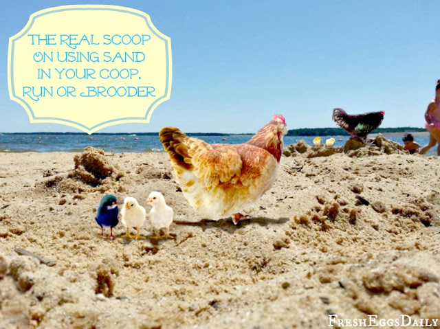 The Real Scoop on Using Sand in your Chicken Coop, Run or Brooder
