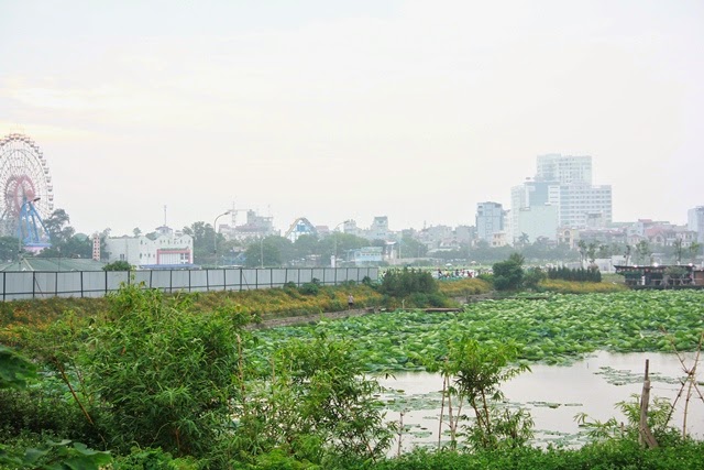 Tôn được quây xung quanh đầm sen