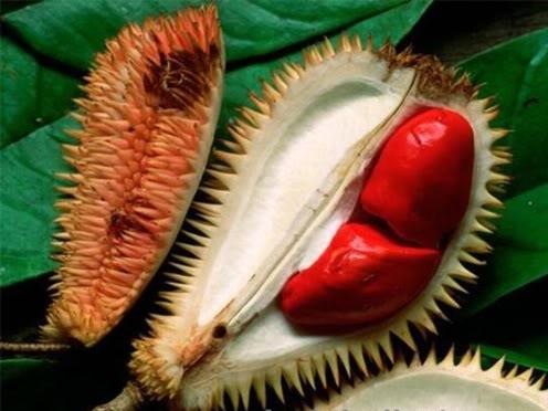 Pencarian Bijak: Durian Warna Merah