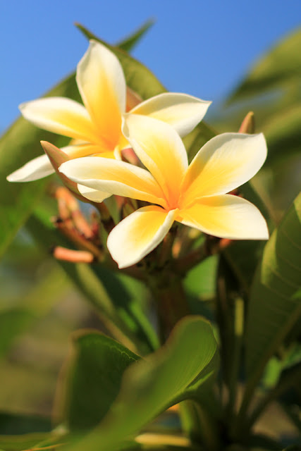 Frangipani - Flower Photography by Mademoiselle Mermaid