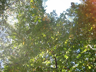 view through the canopy