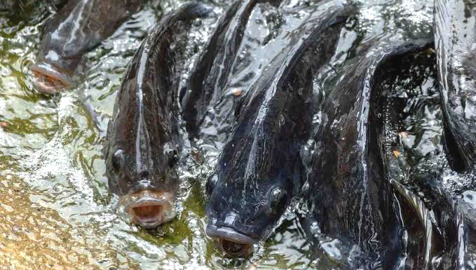 Hobby fish farming in tanks