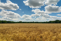 Wheat Field - Photo by Nick Fewings on Unsplash
