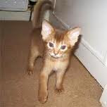 Abyssinian Kittens