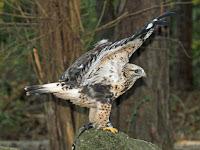 Rough-legged Hawk, wings open – Carolina Raptor Center, NC – Oct. 2011 – photo by Dick Daniels