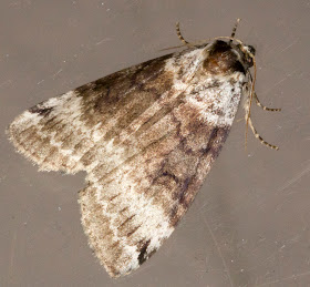 Satin Lutestring, Tetheella fluctuosa.  Keston Common moth trap, 2 July 2011.