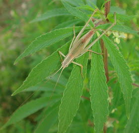 Brown speckled short winged katydid/bush cricket picture