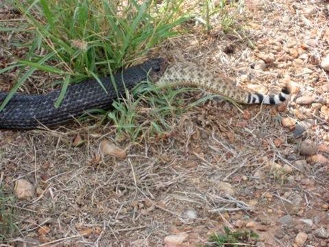 GordonGrice.com: Eating a Rattlesnake