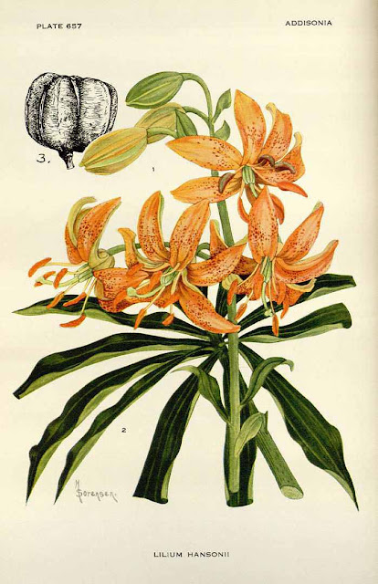 Лилия Хансона / Лилия Гансона (Lilium hansonii)